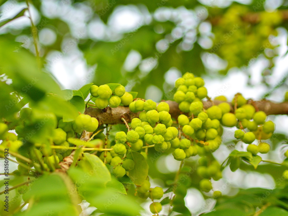 many of the Star Gooseberry on the Tree in Thailand Local Village with The Natural morning Light. many of the Star Gooseberry on the Tree in Thailand Local Village with The Natural morning Light.