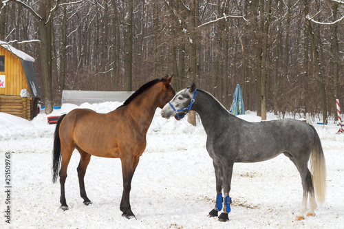 red and grey horse