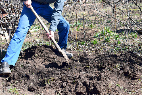 Planting a fruit tree seedling in the garden.