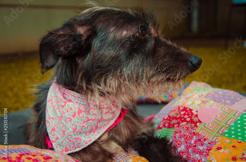 Obraz na płótnie Cachorro w salonie