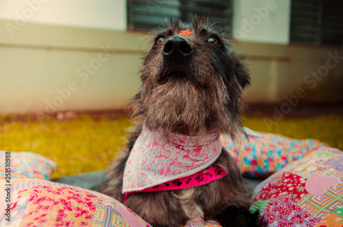 Obraz na płótnie Dog w salonie