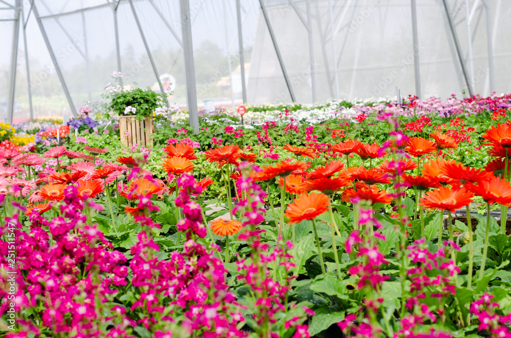colourful blooming flowers field at greenhouse colourful blooming flowers field at greenhouse