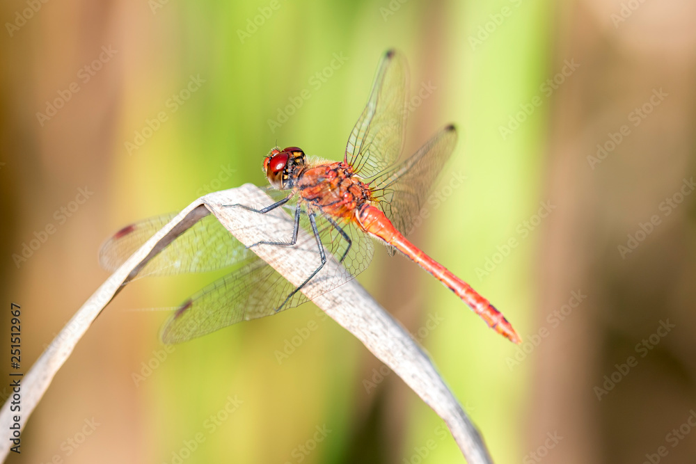 Common darter dragonfly - sympetrum vulgatum resting on a reed stem Common darter dragonfly - sympetrum vulgatum resting on a reed stem