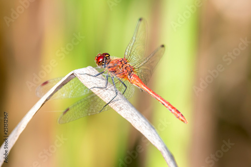 Common darter dragonfly - sympetrum vulgatum resting on a reed stem
