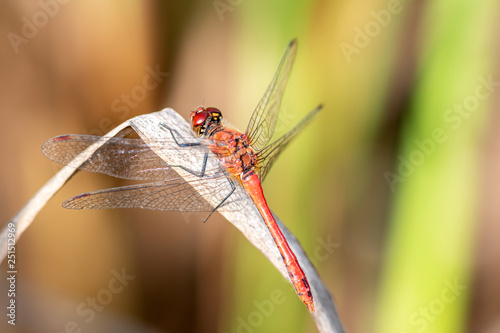 Common darter dragonfly - sympetrum vulgatum resting on a reed stem photo