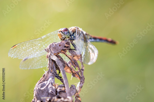 Common darter dragonfly - sympetrum vulgatum resting on a withered blossom photo