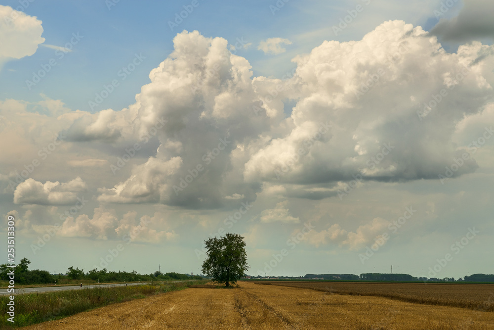 Lonely tree in wheat field landscape with cloudy sky.