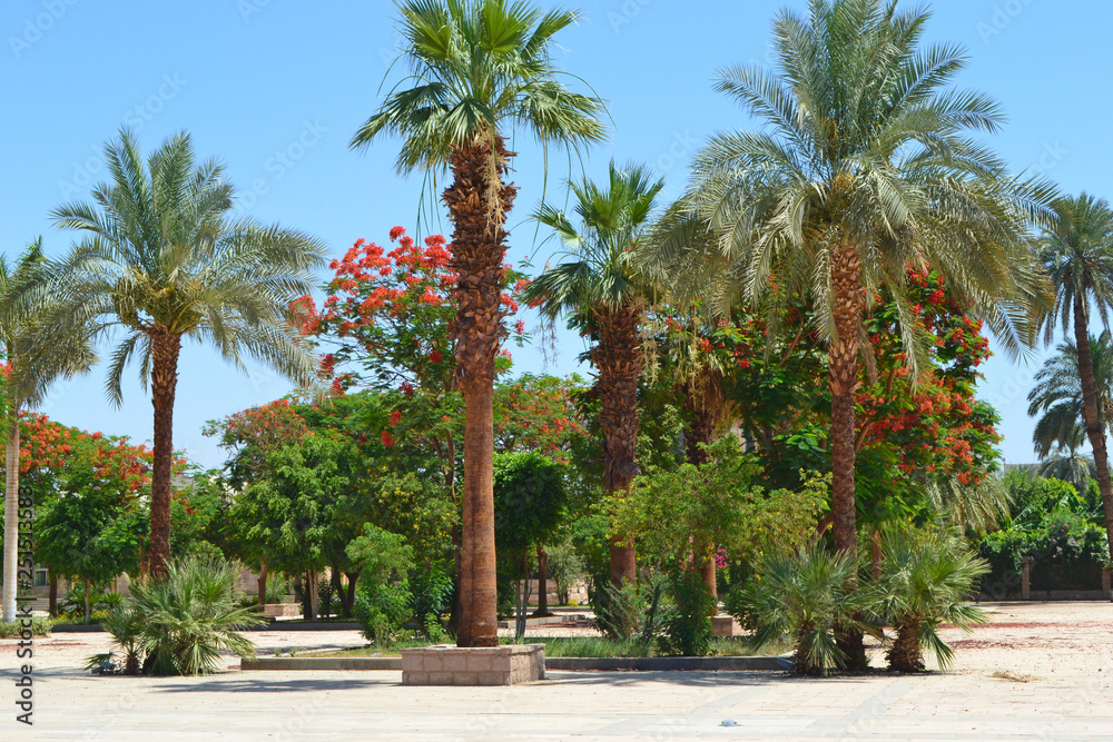 Tropical African plants in landscape design.