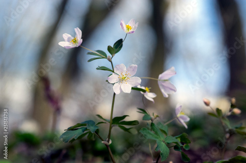 Rue Leaved Isopyrum springtime flower, group of white flowering plants in the forest photo