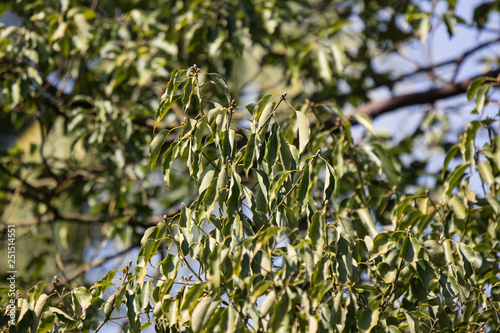 Leaf of Cinnamomum camphora tree