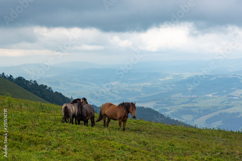 Several horses of Huzul breed are grazed on a mountain pasture. Horses differ in color. On a background the blue valley, small lodges and farms is visible. The sky is tightened by the dark clouds.