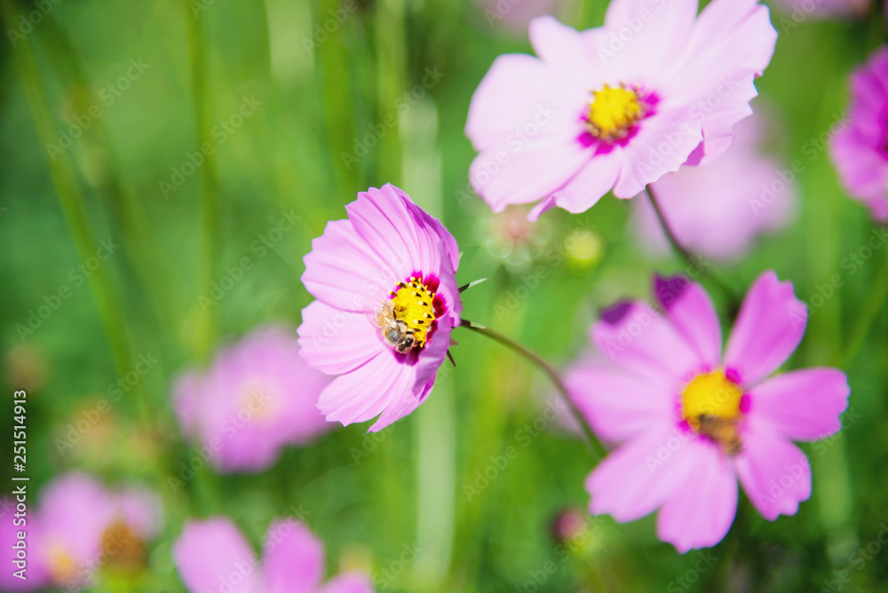 Beautiful spring purple cosmos flowers in green garden background - lovely nature in spring season concept Beautiful spring purple cosmos flowers in green garden background - lovely nature in spring season concept