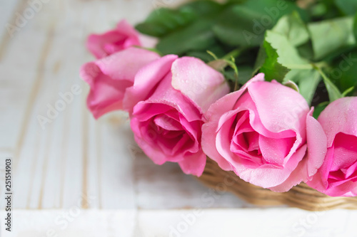 Pink fresh rose over white wooden background - colorful background concept