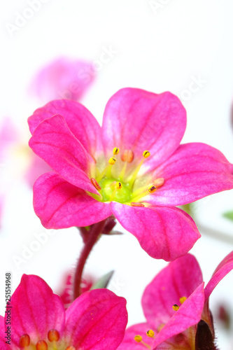 alpine plant flower saxifraga