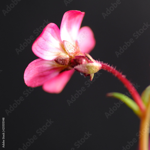alpine plant flower saxifraga