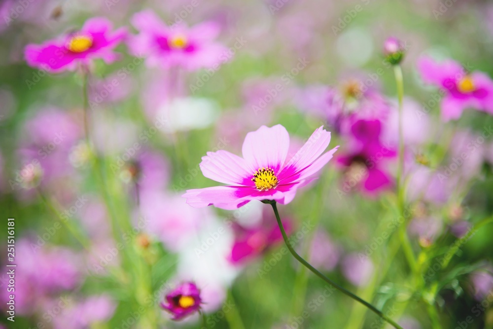 Beautiful spring purple cosmos flowers in green garden background - lovely nature in spring season concept