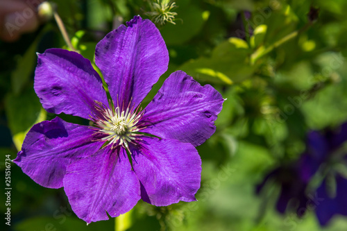 Close-up on an ultra violet clematis flower  in the color of the year for summer landscapes