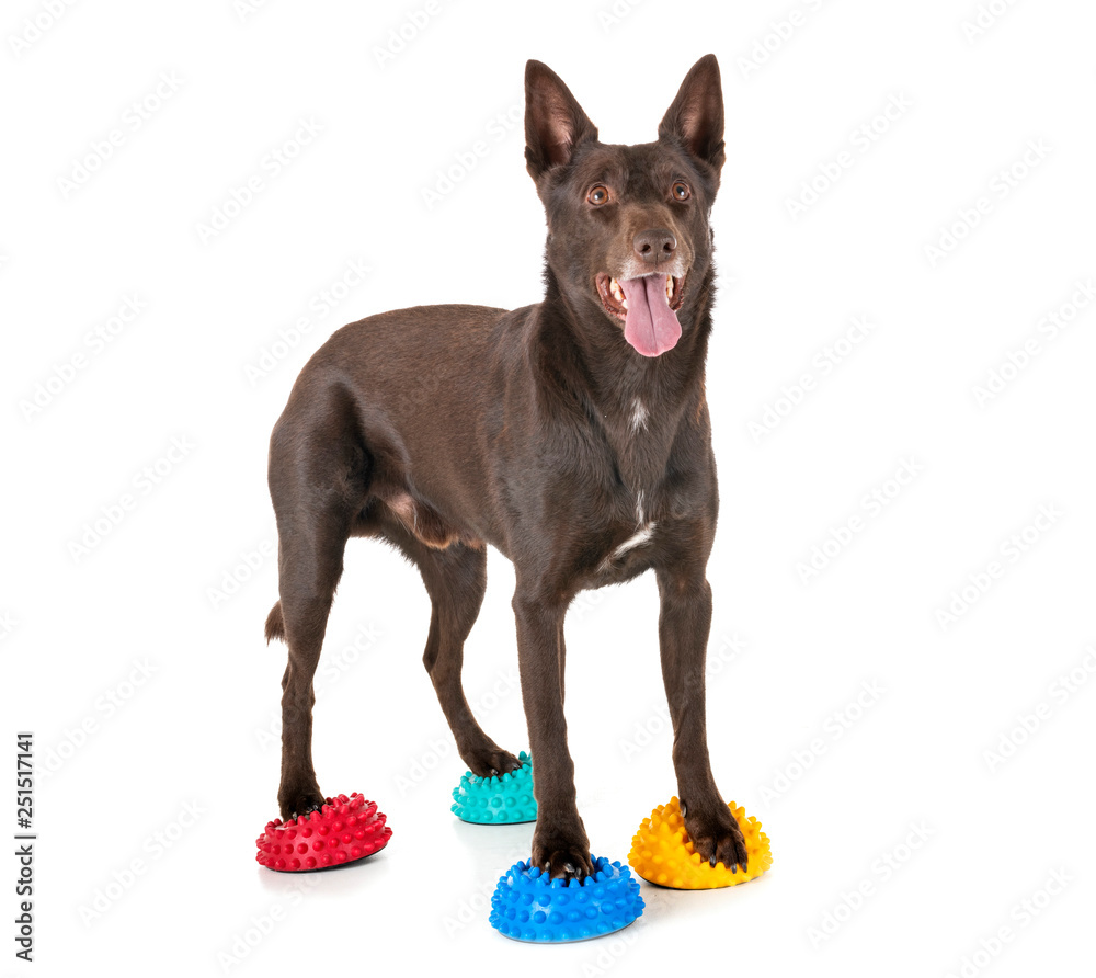 Foto Australian Kelpie in studio