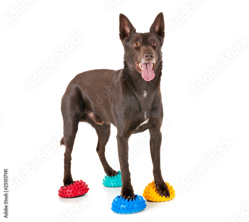 Картината върху платно Australian Kelpie in studio