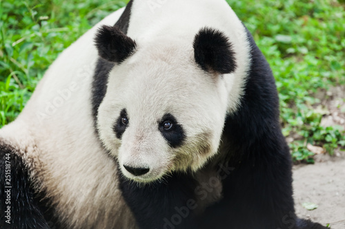 Giant panda © Nikolai Sorokin