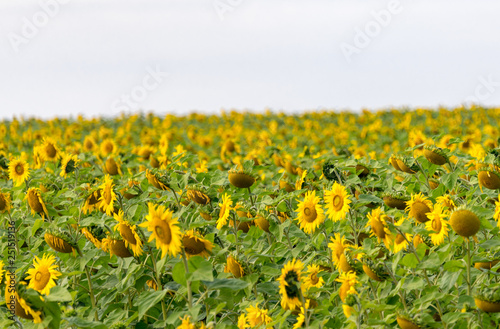 Sunflower field in the orange freestate province of South Africa