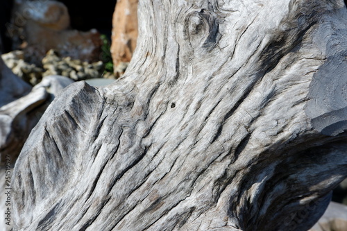 wood texture and wood root