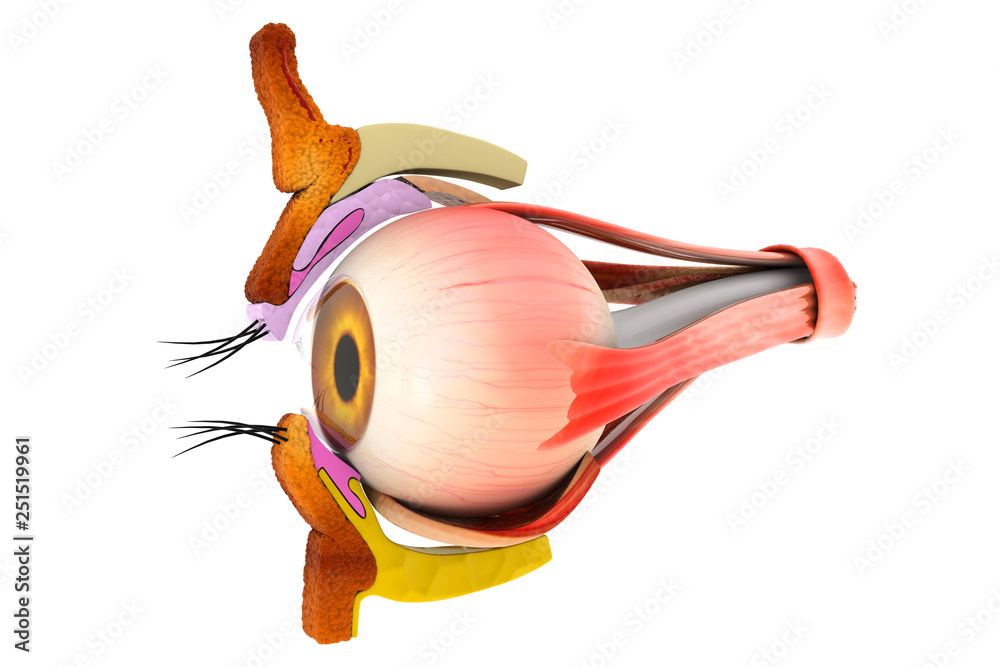 Φωτογραφία Human eye anatomy, inner structure, 3d illustration
