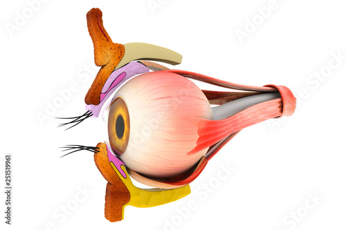 Human eye anatomy, inner structure, 3d illustration