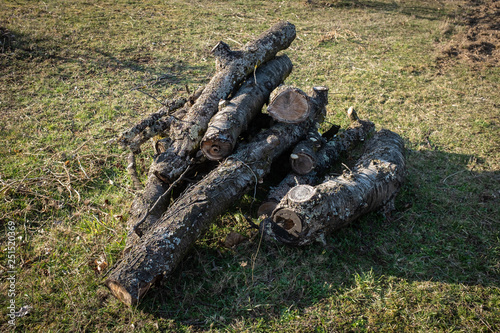 Vieux troncs d'arbres coupés photo