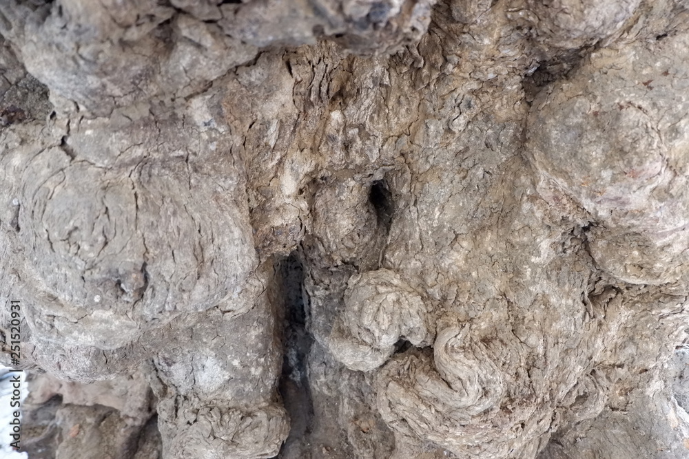 Fototapeta premium wood texture and wood root