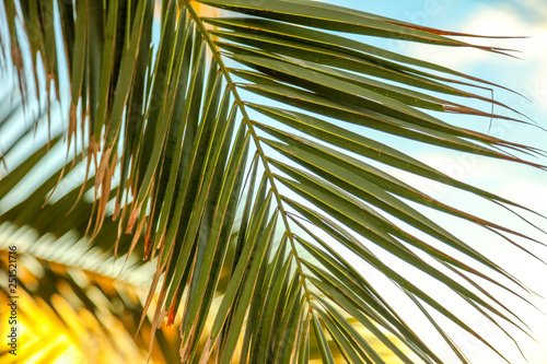Palm tree against the blue sky. Subtropical climate