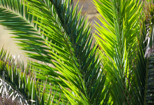 Fototapeta Naklejka Na Ścianę i Meble -  Palm trees in the park. Subtropical climate