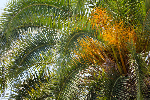 Palm trees in the park. Subtropical climate