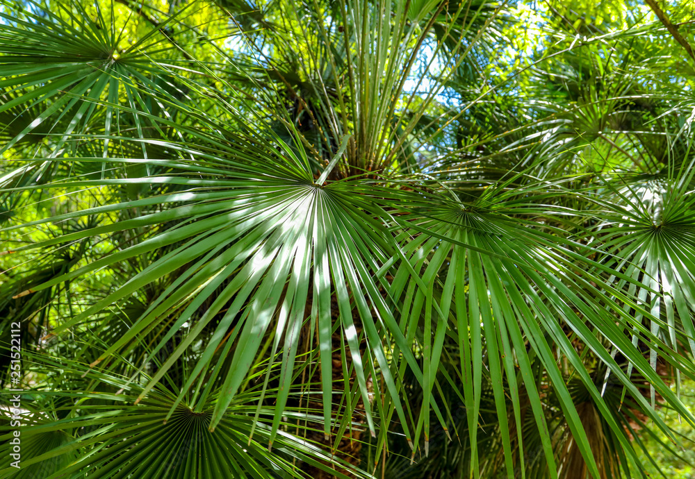 Palm trees in the park. Subtropical climate Palm trees in the park. Subtropical climate