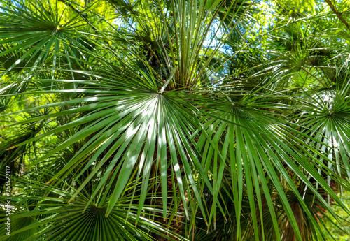 Palm trees in the park. Subtropical climate