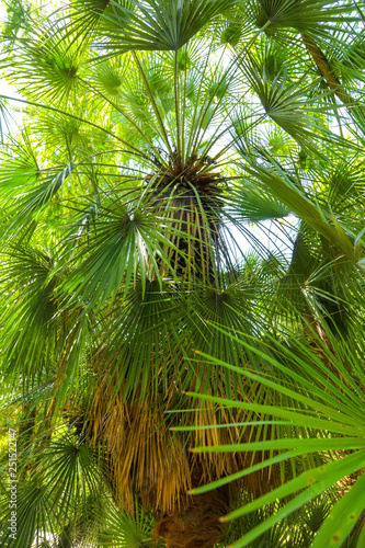 Palm trees in the park. Subtropical climate