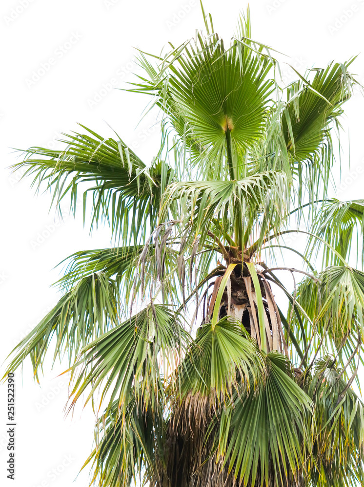 Fototapeta premium Palm trees in the park. Subtropical climate
