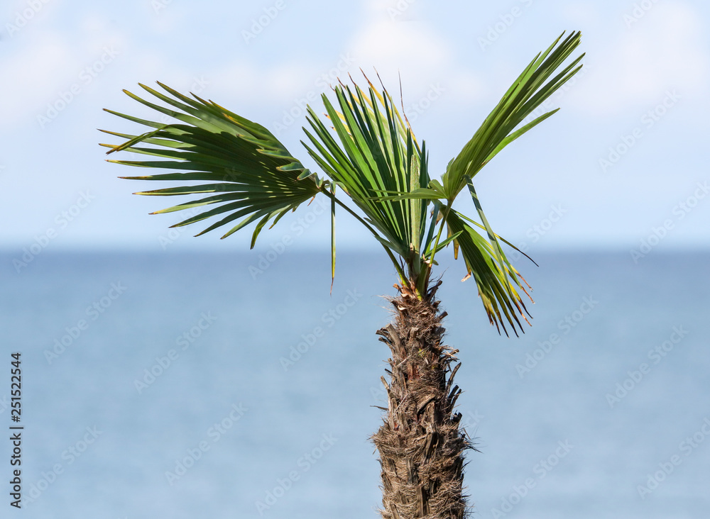 Palm trees in the park. Subtropical climate Palm trees in the park. Subtropical climate