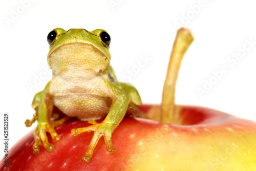 Green tree frog sitting on red apple - isolated