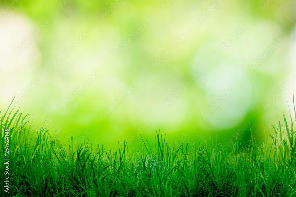 Green grass with bokeh blurred shining light abstract background, Bright  color natural backdrop. Stock Photo | Adobe Stock