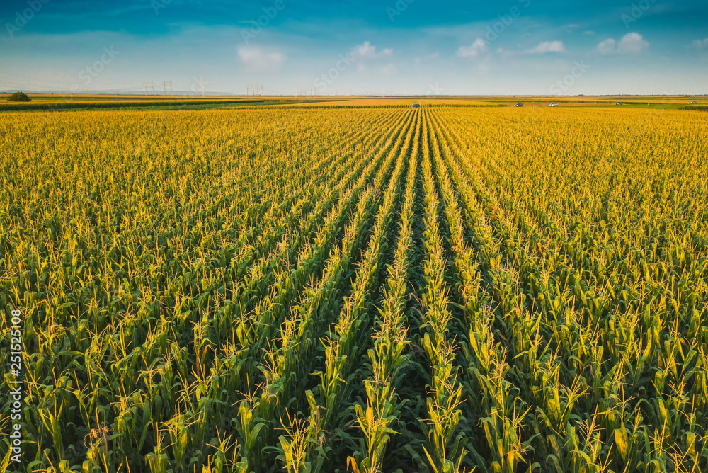 Photography Corn field from drone perspective