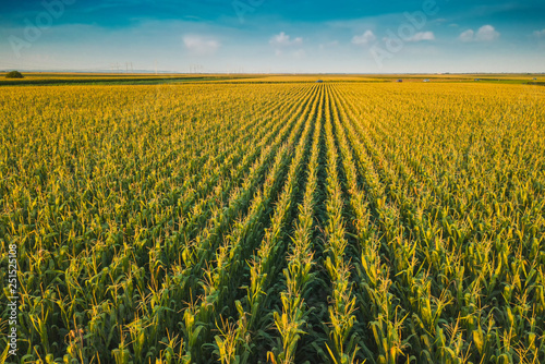 Corn field from drone perspective