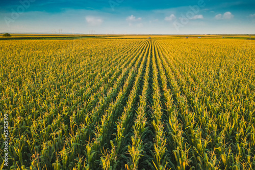 Corn field from drone perspective photo