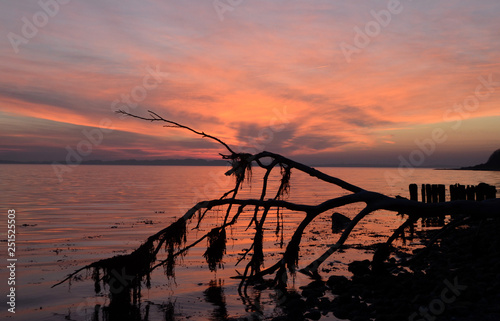 Sunset over the see seen trough silhouettes of a fallen tree