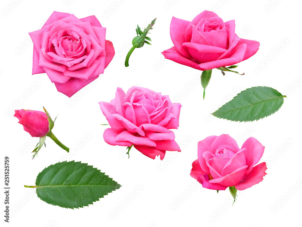 Set of bright pink rose flowers with buds and leaves on a white background isolated with clipping path