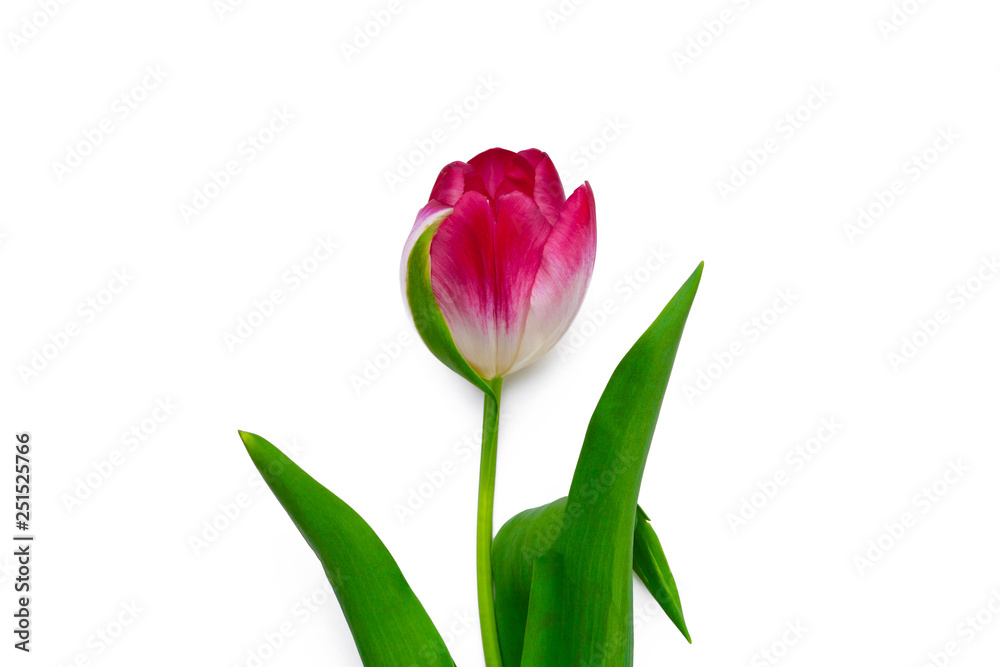 Fresh tulip flowers isolated on white background Fresh tulip flowers isolated on white background