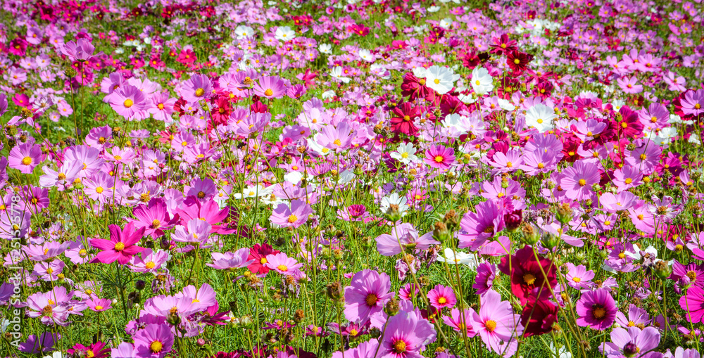 pink and white cosmos field beautiful spring flowers garden blossom on bright day pink and white cosmos field beautiful spring flowers garden blossom on bright day