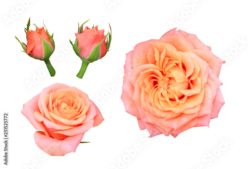 Set of coral roses with buds on a white background isolated with clipping path.