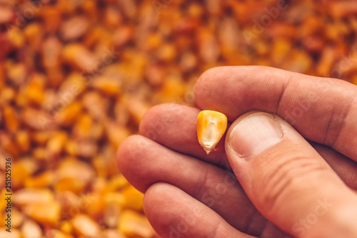 Single corn seed kernel in farmer's hand photo