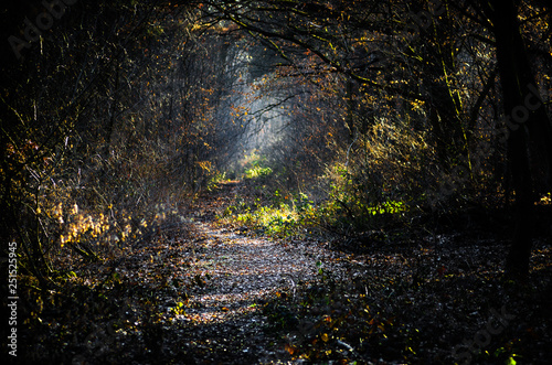Fototapeta Naklejka Na Ścianę i Meble -  dark creepy forest with sunlight rays through the branches